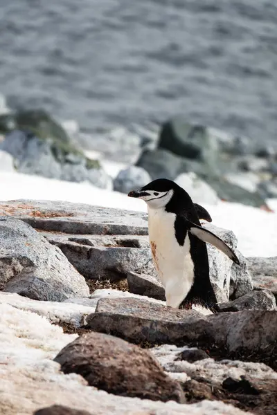 Chinstrap penguin jumped on the rock, Palaver Point, Two Hummock Island, Antarctica