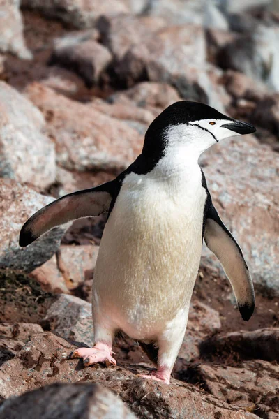 Chinstrap Penguin Stretched Wings Standing Rocks Palaver Point Two Hummock — Stock Photo, Image