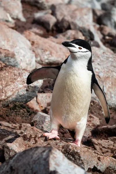 Chinstrap Penguin Pygoscelis Antarctica — Stock Photo, Image
