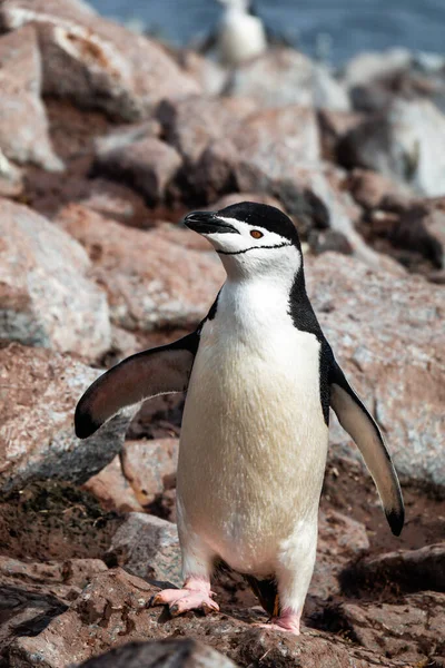 Pinguim Chinstrap Pygoscelis Antarctica Andando Nas Rochas — Fotografia de Stock