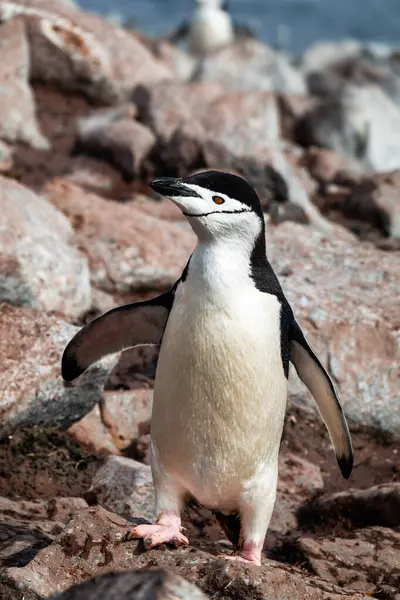Chinstrap Pingvin Pygoscelis Antarktis Fotograferad Expeditionen Kryssning Antarktis — Stockfoto