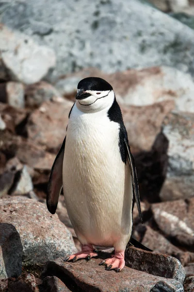 Chinstrap Pingvin Vid Nybyggarplatsen Palaver Point Two Hummock Island Antarktis — Stockfoto