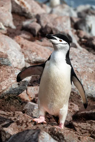 Pinguino Chinstrap Che Cammina Tra Rocce Palaver Point Two Hummock — Foto Stock