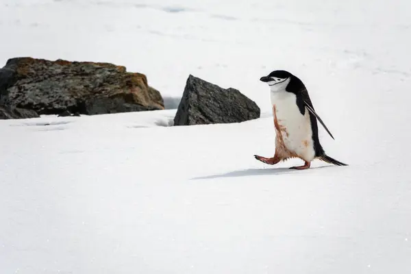 Pingwin Chiński Pygoscelis Antarcticus Spacerujący Palaver Point Two Hummock Island — Zdjęcie stockowe