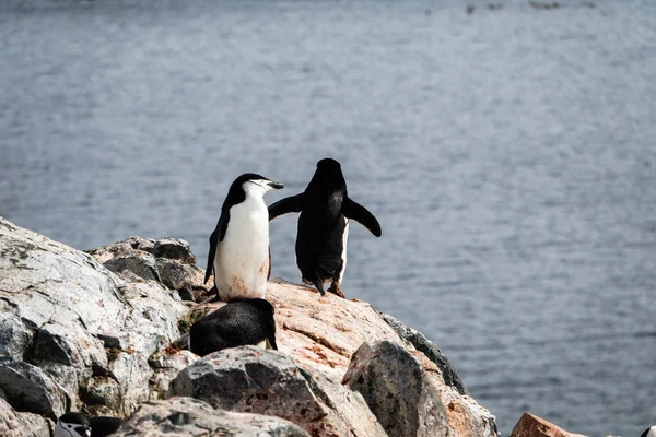 Grupp Chinstrap Pingviner Som Står Klipporna Palaver Point Antarktiska Halvön — Stockfoto