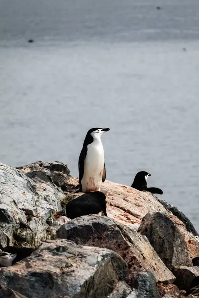 Chinstrap Pingvin Står Klipporna Bland Andra Pingviner Vid Palaver Point — Stockfoto