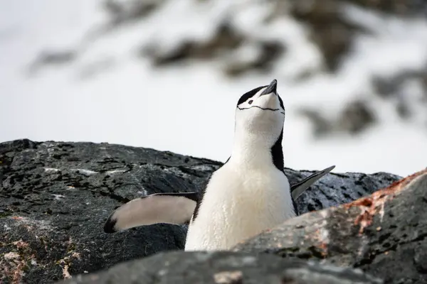 チンストラップペンギンは 南極の2つのハモック島パレバーポイントで岩から歌っています — ストック写真