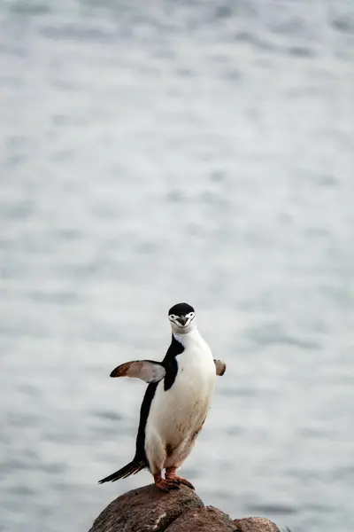 Cute Chinstrap Penguin Standing Ballerina Pose Two Hummock Island Palmer — Stock Photo, Image