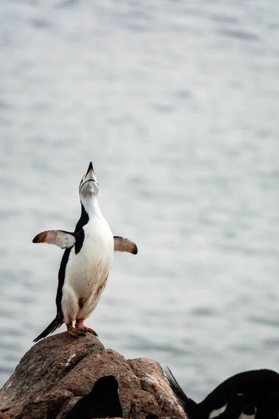 シング チンストラップ ペンギンが岩の上に立っている — ストック写真