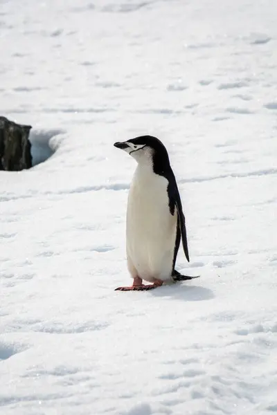Closeup Chinstrap Penguin Snow — Stock Photo, Image
