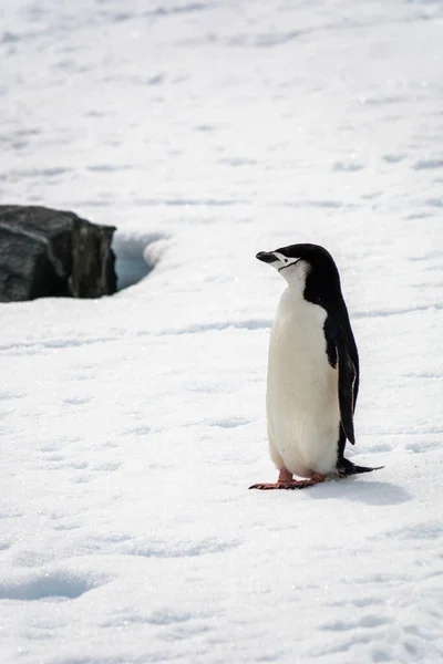 Vackra Chinstrap Pingvin Pygoscelis Antarcticus Stående Snön — Stockfoto