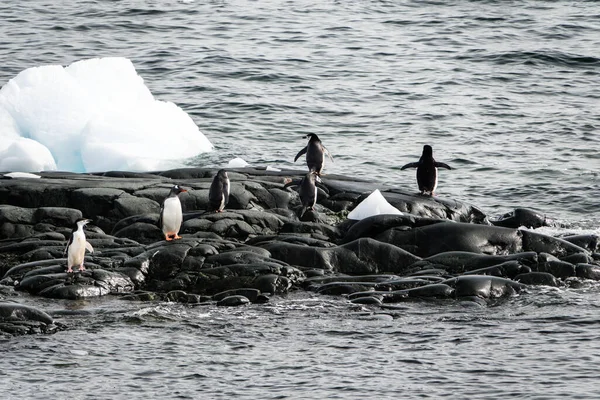 Pingüinos Gentoo Chinstrap Mezclándose Las Rocas Por Isla Dos Hummock —  Fotos de Stock