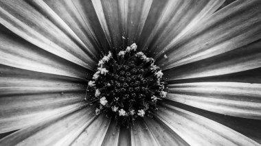 Çiçeğin içinde siyah beyaz