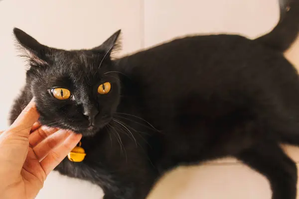 Portret Van Met Hand Aaien Zwarte Kattenkop Kin Als Poot — Stockfoto