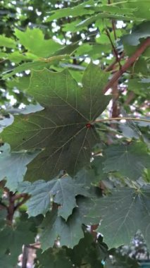 Akçaağaç yaprağında uğur böceği. Yeşil ağaca yakın çekim. Yeşil akçaağaç yapraklarında sürünen böcekler. Rüzgâr sallanan yaprakları hareket ettiriyor. Yüksek kalite 4k görüntü