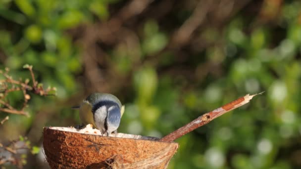 Eurasian Blue Tit Cyanistes Caeruleus Feeding Suet Coconut — Wideo stockowe