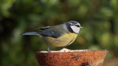 Eurasian Blue Tit Cyanistes caeruleus, feeding on a suet coconut