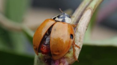 Uğur böceğinin bir bitkide kendini kurutma videosunu kapat