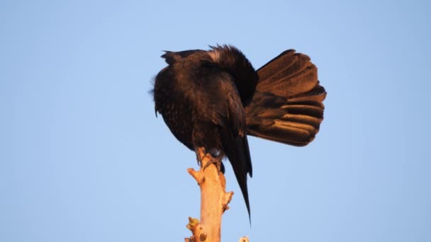 Crow Neergestreken Een Dode Boom Ondergaande Zon Slow Motion Met — Stockvideo