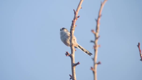 Long Tailed Tit Perched Tree Branch Warm Sunlight Clear Blue — Stock video