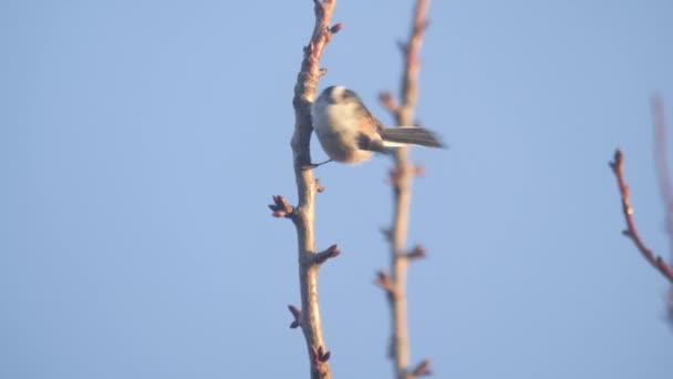 Long Tailed Tit Perched Tree Branch Warm Sunlight Clear Blue — Stockvideo
