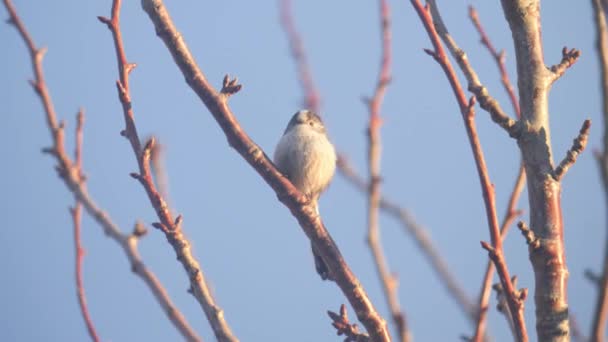 Long Tailed Tit Perched Tree Branch Warm Sunlight Clear Blue — Stock Video