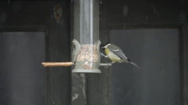 Great Tit on bird seed feeder in slow motion at 360fps close up