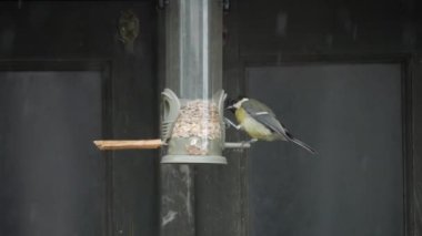 Great tit on bird seed feeder in rain on shed, at 120fps