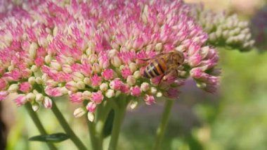 Bal arısı güneşte pembe çiçekler üzerinde polen topluyor.
