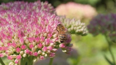 Bal arısı güneşte pembe çiçekler üzerinde polen topluyor.