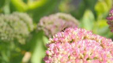 Bal arısı güneşte pembe çiçekler üzerinde polen topluyor.