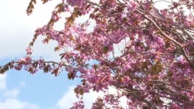 Güney İngiltere 'de ilkbaharda rüzgarda esen kiraz çiçekleri