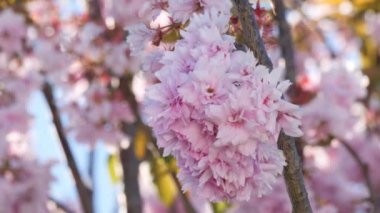 Güney İngiltere 'de ilkbaharda rüzgarda esen kiraz çiçekleri