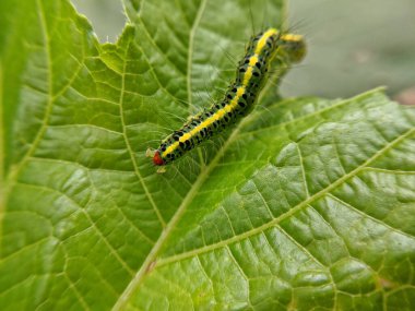 Xanthodes çapraz tırtılları yeşil yaprakları yiyen tırtıllardır.