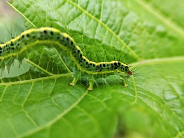 Xanthodes çapraz tırtılları yeşil yaprakları yiyen tırtıllardır.