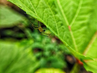 Oxyopes salticus adalah casuslar laba-laba yang tergolong famili Oxyopidae