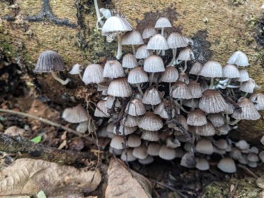 Odunsu kökler üzerinde büyüyen Psathyrella mantar grupları