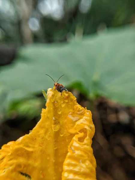 Kabak böceği Aulacophora Indica 'yı tanımaya çalış.