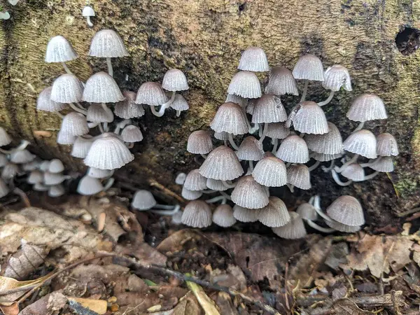 Odunsu kökler üzerinde büyüyen Psathyrella mantar grupları