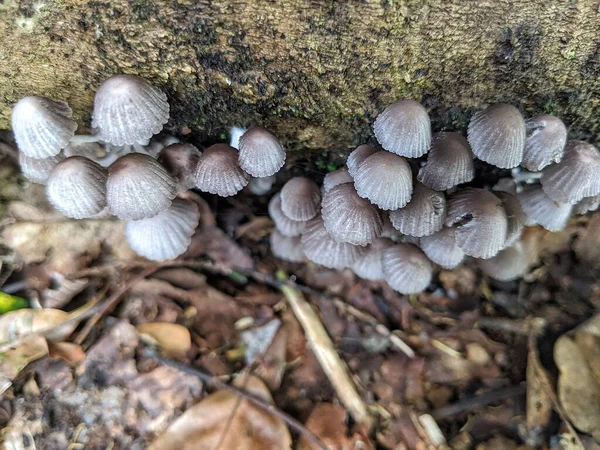 Odunsu kökler üzerinde büyüyen Psathyrella mantar grupları