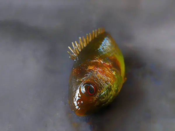 Tatlı suda yaşayan Betok balığı ya da anabas testudineus