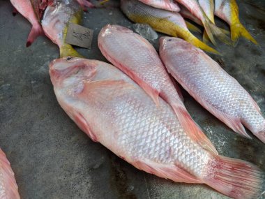 Pazarda satılık bir balık yığını.