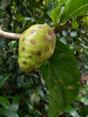 Noni meyvesi hala olgunlaşmamış.