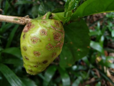 Noni meyvesi hala olgunlaşmamış.
