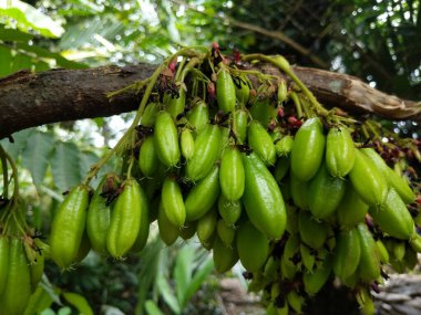 çok ağır meyveler veren yıldız meyveleri