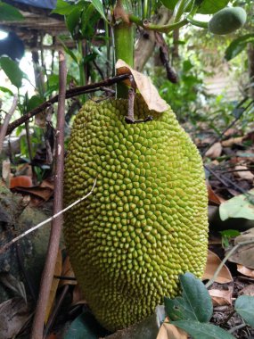 Jackfruit hala küçük ve hızla büyüyor.