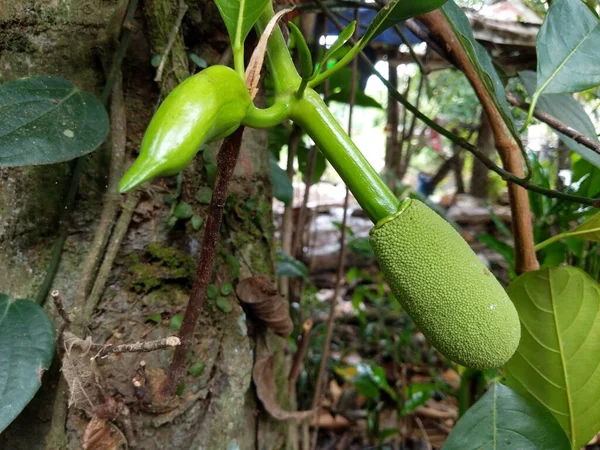 Jackfruit hala küçük ve hızla büyüyor.