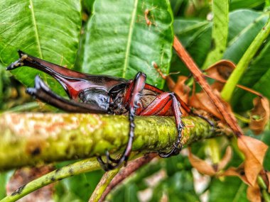 Xylotrupes bir kütükte sürünen Gideon Böceği