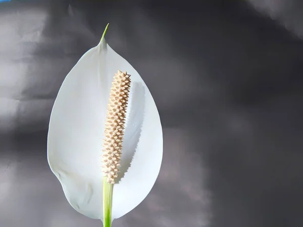 Spath ya da Peace Lily olarak bilinen Spatthiphyllum Wallisii. Siyah arkaplan ile