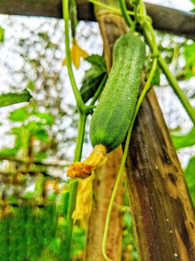 Çimenli ve yeşil salatalık bahçesi